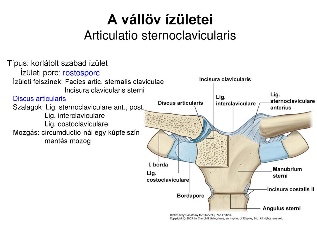 clavicularis acromialis ízületi fájdalom ízületi kezelés az orvostudományban